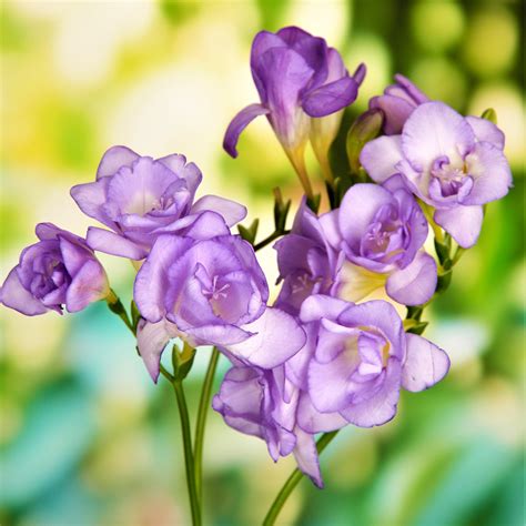 freesia flowering plant.